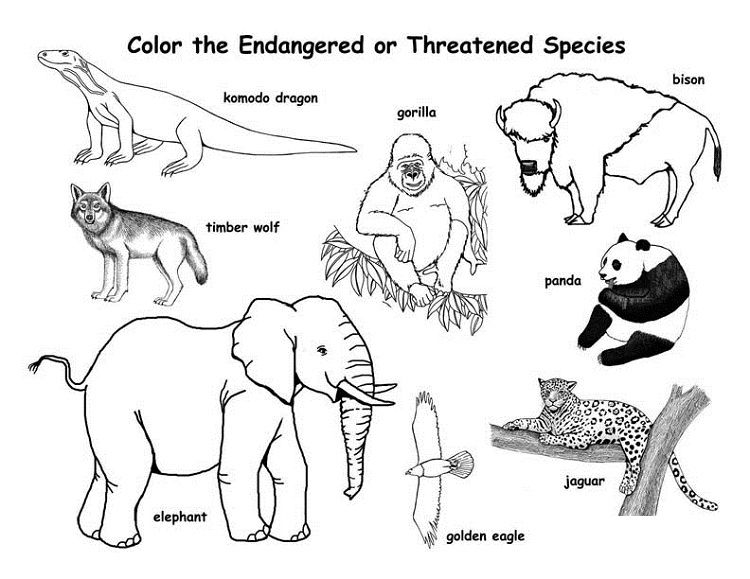 35 Endangered Animal Coloring Pages 39