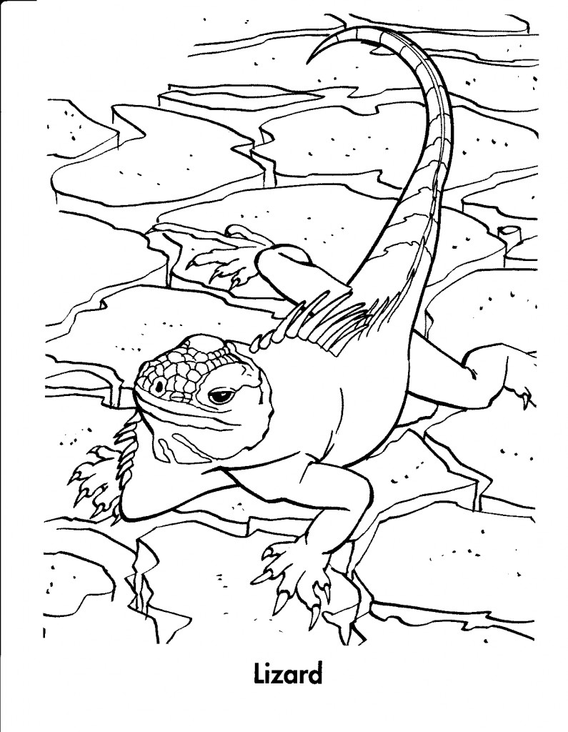 Get 85 Printable Lizard Coloring Pages Ideas 17