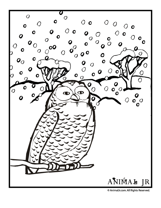 Get 85 Snowy Owl Coloring Page Ideas 59